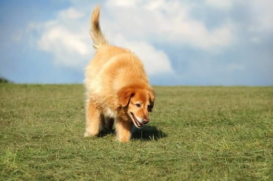 金毛獵犬