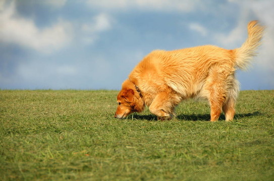 金毛獵犬