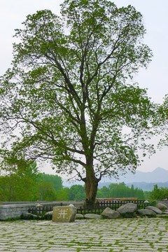 宏村 古樹