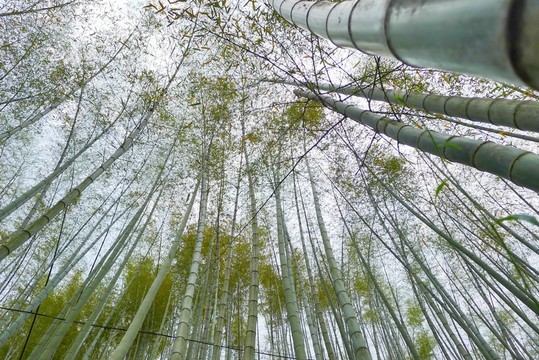 木坑竹海 竹林