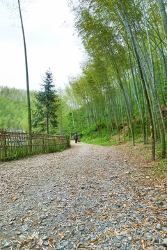 木坑竹海 竹林
