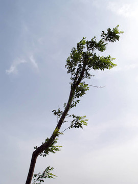 樹(shù)