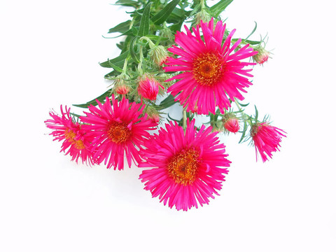 粉紅色的菊花