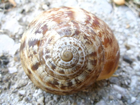蝸牛