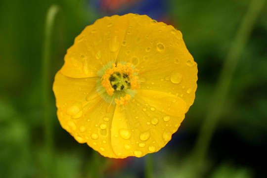 關(guān)閉的花