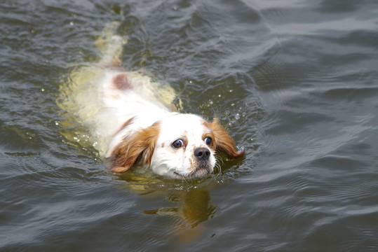游泳王Charles Spaniel