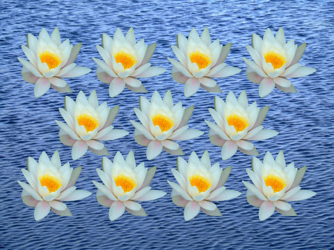一束水百合