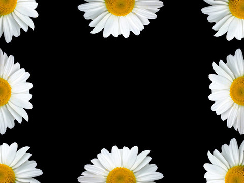 洋甘菊架黑