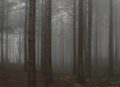 迷霧中的森林