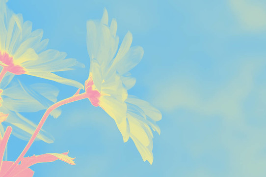 月亮藝術(shù)沙斯塔雛菊花