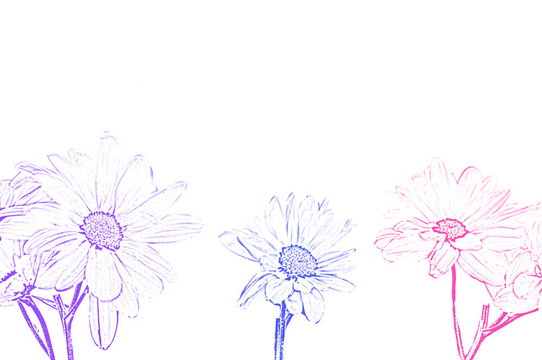 插畫(huà)藝術(shù)Shasta Moon Daisy