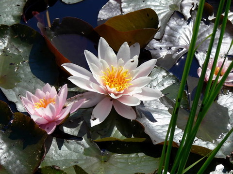 水百合和百合花