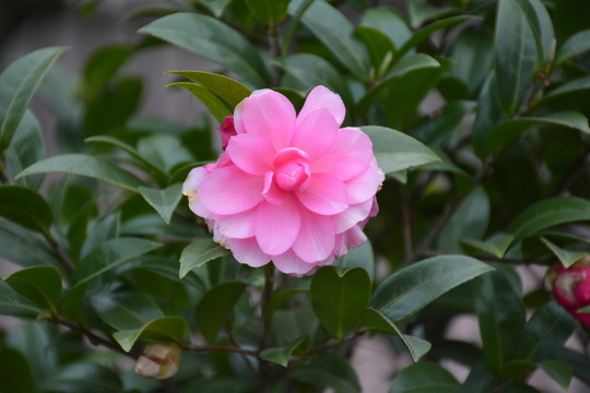 山茶花