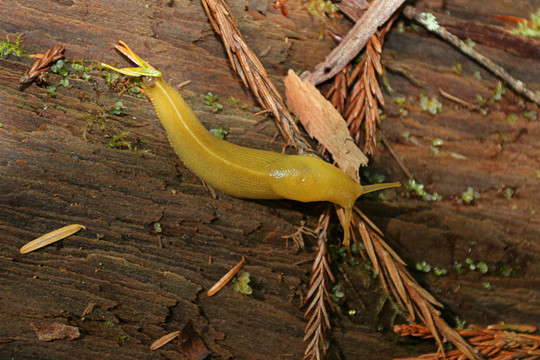 香蕉鼻涕蟲(chóng)