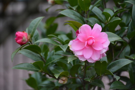 山茶花