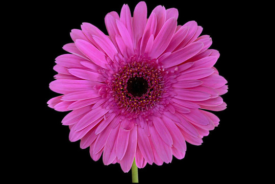 孤立Gerbera