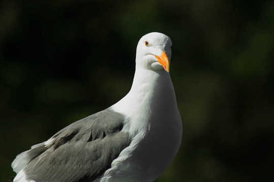 西方gull2