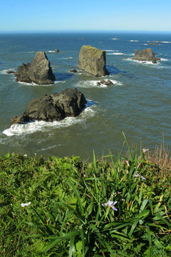 俄勒岡鳶尾；巖石區(qū)