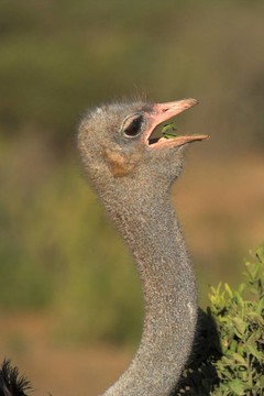 鴕鳥飼養(yǎng)