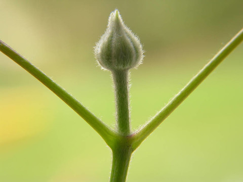優(yōu)雅的花