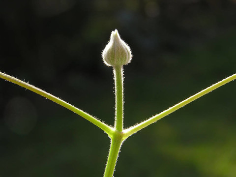 優(yōu)雅的花