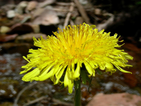 樹(shù)林里的花