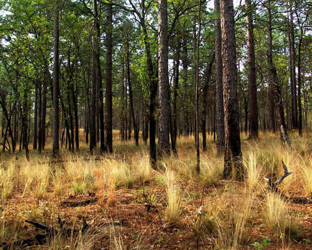 北卡羅萊納的森林