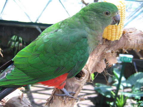 女King Parrot