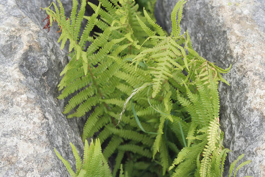 蕨類植物生長在巖隙里