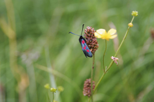 六斑地榆蛾（Zygaena filipendula）