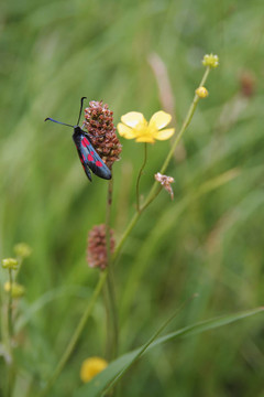 六斑地榆蛾（Zygaena filipendula）
