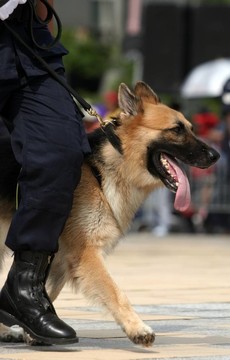 德國(guó)牧羊犬