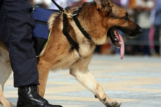 德國牧羊犬