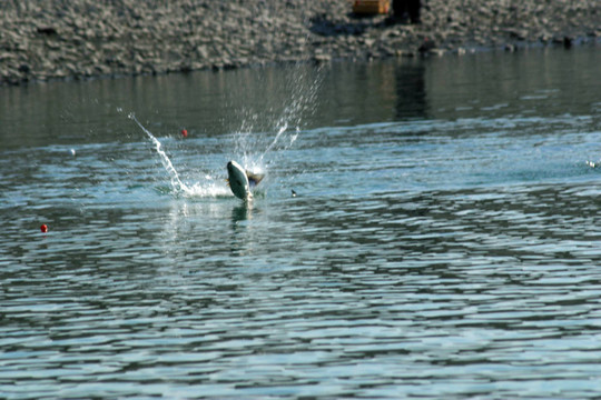 釣鮭魚