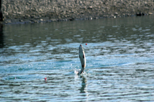 釣鮭魚