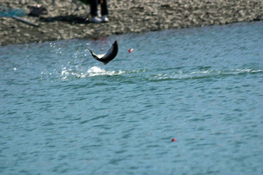 釣鮭魚