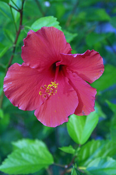 芙蓉2