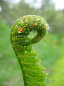 蕨類(lèi)植物