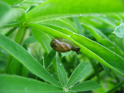 葉上蝸牛