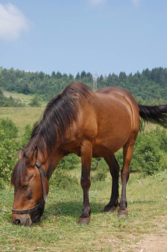 馬
