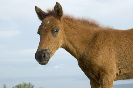 小馬駒
