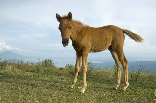 小馬駒