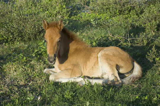 小馬駒