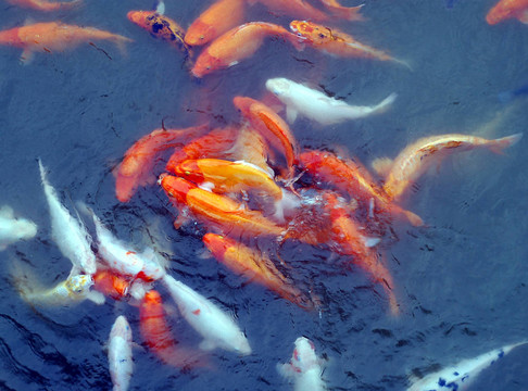 鯉魚(yú)賽車食品2