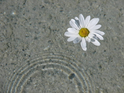 雛菊
