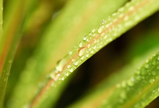 露水