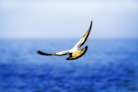 自由