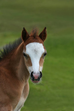 野生的小馬駒