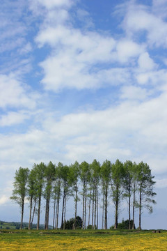 在毛茛草甸Poplars