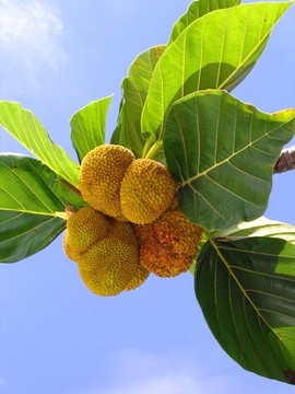 小菠蘿